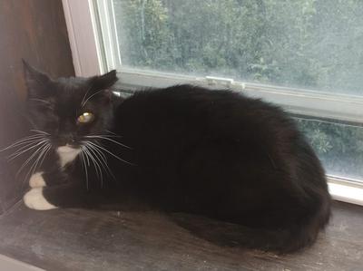 Cap'm Nick liked to hang out on the window sill Cap'm Nick liked to hang out on the window sill