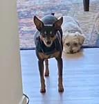 Many pet owners feel guilty about leaving their pet or not providing  enough toys, food, attention, etc. What should you do when you suffer from pet guilt?