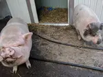 Pigs as a pet can be quite large and you need to be sure that you can handle their personalities! If you rescue a pig, make sure it is legal in your city.