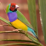 Birds can be great pets to have in the city. Discover the best pet birds to have s and how to care for them. Lots of bird pictures!!