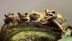 It's not common to think of amphibians as pets, but you'd be surprised at what good pets they make! Here are care tips and pictures of many commn amphibian pets