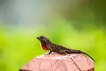 Learn about having an anole as a pet. Read all about anole care and decide if you think you would be a great anole parent.