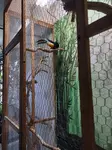 Dave talks about caring for his pet toucan and what interested him about having a pet toucan.Toucans and the turtles that Dave has bring a bit of the jungle home