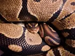 Exploring adopting a ball python as a pet? Learn about caring for a ball python: what do ball pythons eat, life expectancy of a ball python, enclosures, and more