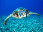 Pet turtle adoption opens the door to a unique and rewarding pet. Their need for water to thrive means learning proper care is a must before bringing one home.
