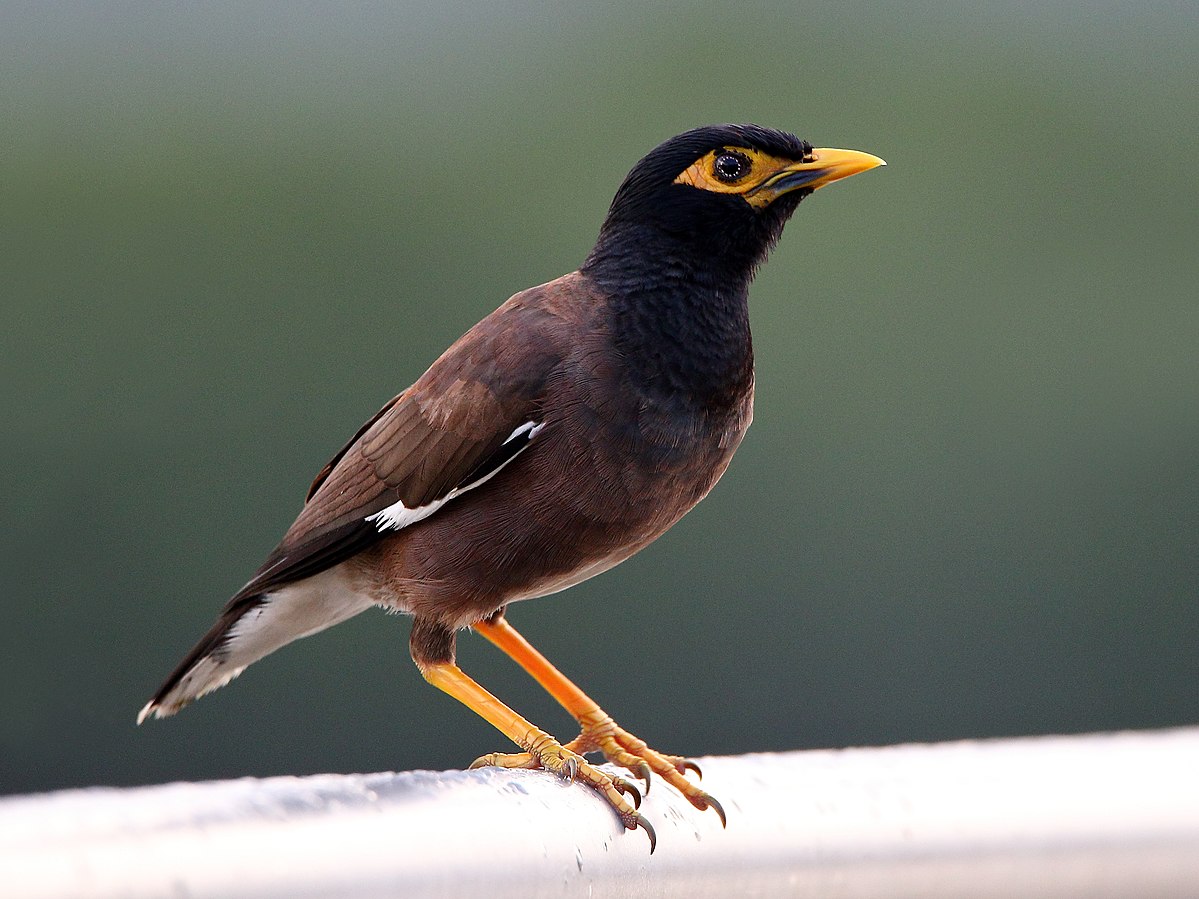 Myna Bird Image Myna Bird Image