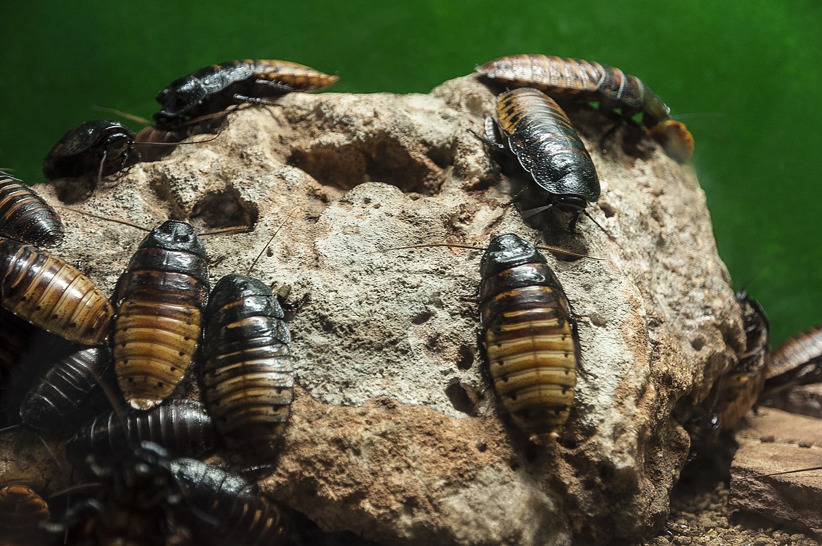 Madagascar Hissing Cockroaches Swarming on a Rock