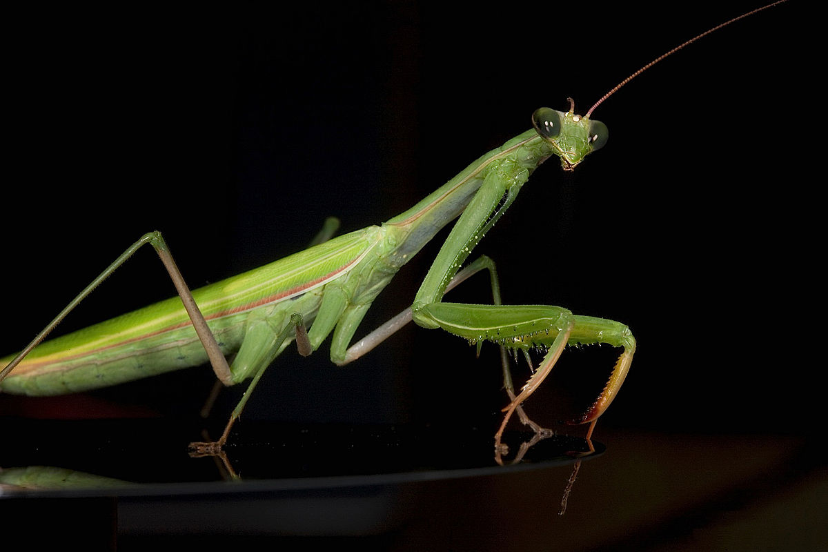 Praying Mantis on a Dark Background