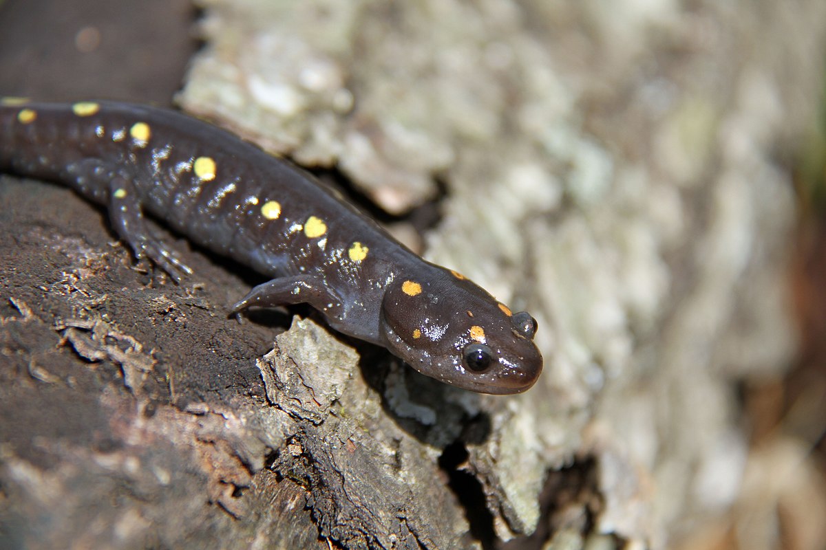 Spotted Salamander Crawling Across Some Bark