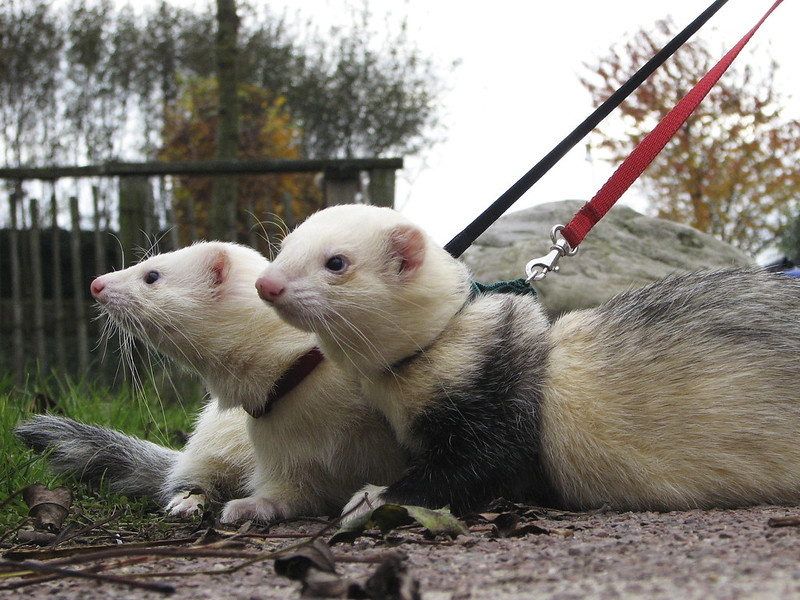 Two Ferrets Outside Walking with a Leash and Harness