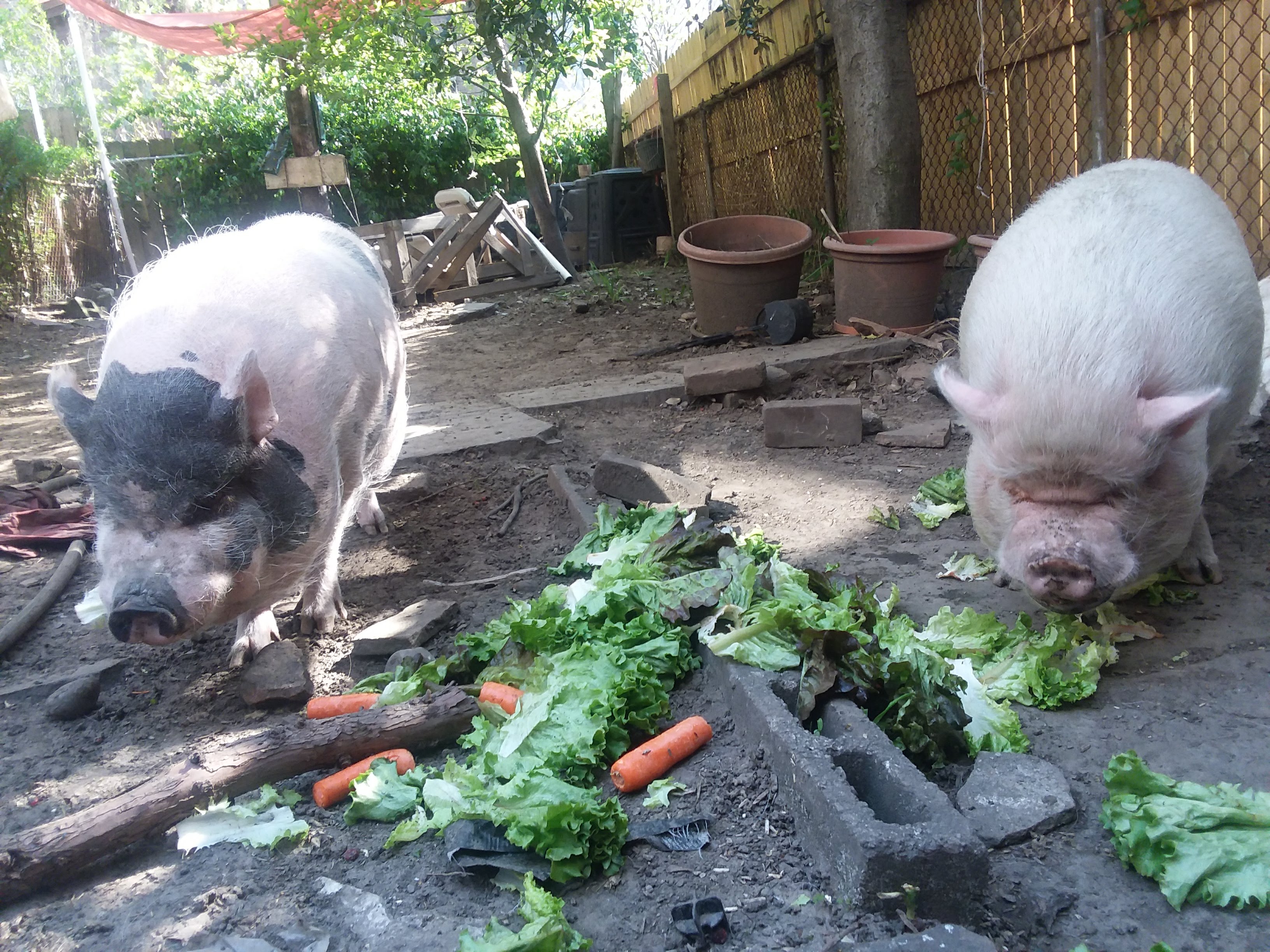 My Pigs as a Pet Eating Salad