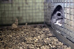 Chinchilla Poking Its Head Out of  Hidy Into Its Cage Filled With Bedding Chinchilla Poking Its Head Out of  Hidy Into Its Cage Filled With Bedding
