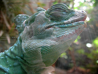 Close Up of a Green Basilisk Face