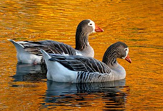 Pilgrim Geese on a Pond Pilgrim Geese on a Pond