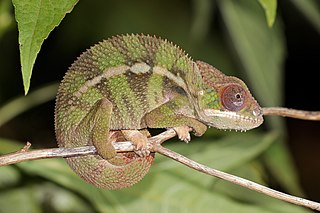 Chameleon Among Some Branches