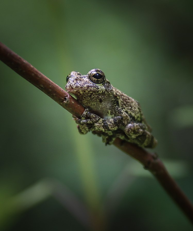 Gray Tree Frog Clinging to a Branch