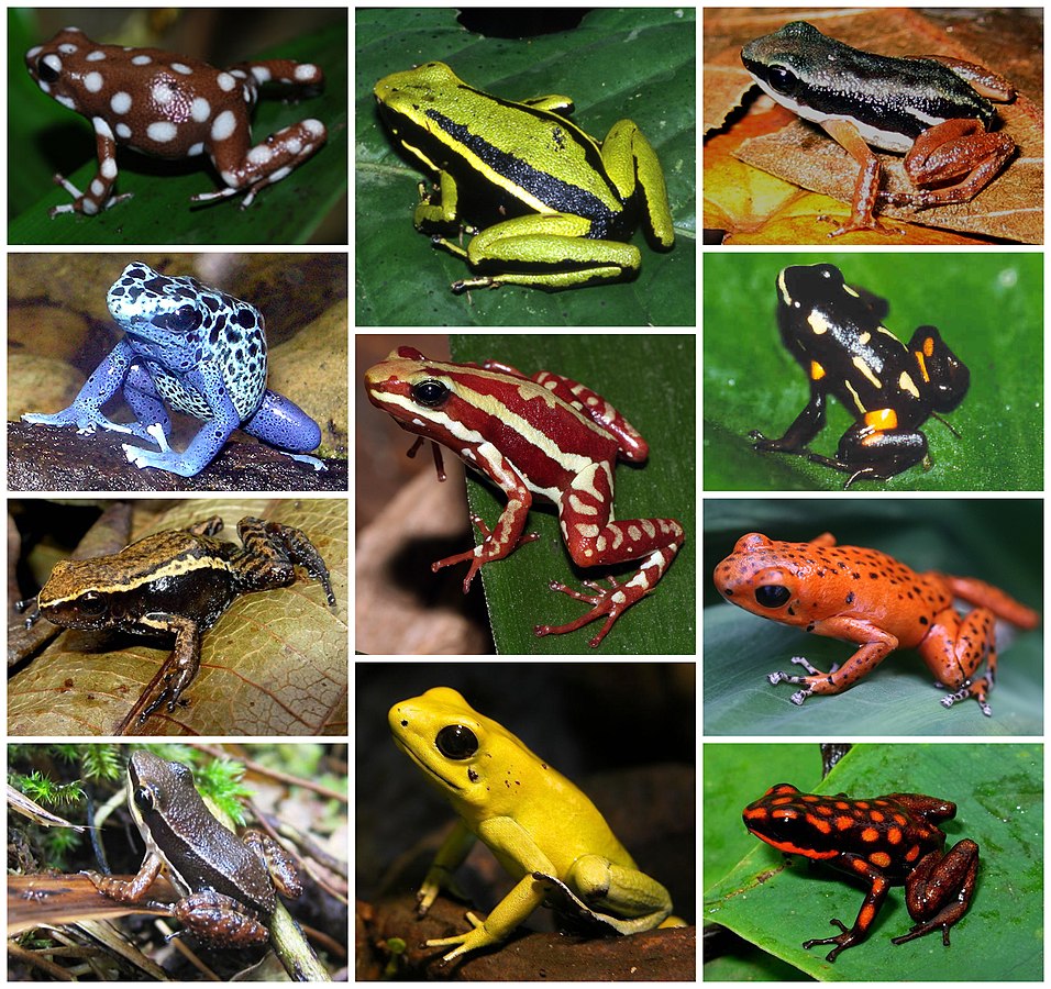 A collage of Various Poison Dart Frogs