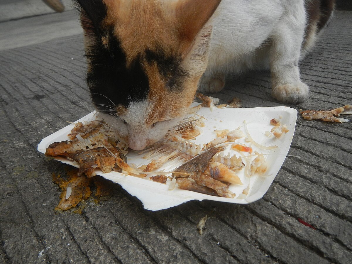 A Cat Eating Fish Bones on the Street From a Paper Plate and the Bones Are Getting on the Ground