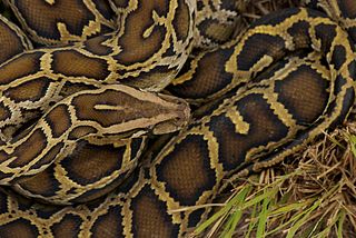 https://commons.wikimedia.org/wiki/File:A_Burmese_python_coiled_in_the_grass_in_the_Everglades.jpg