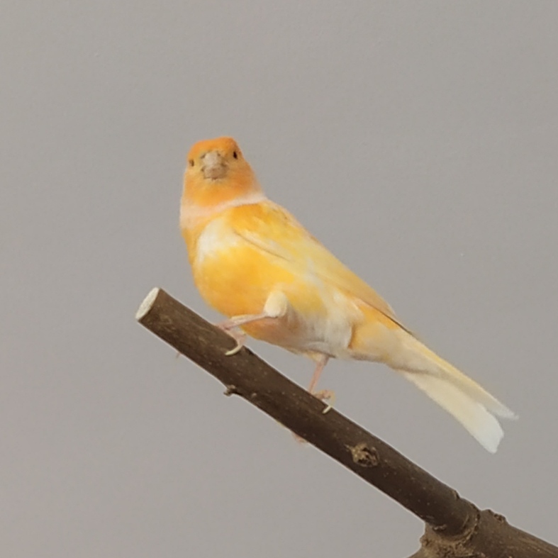 Yellow Canary on a Branch Yellow Canary on a Branch