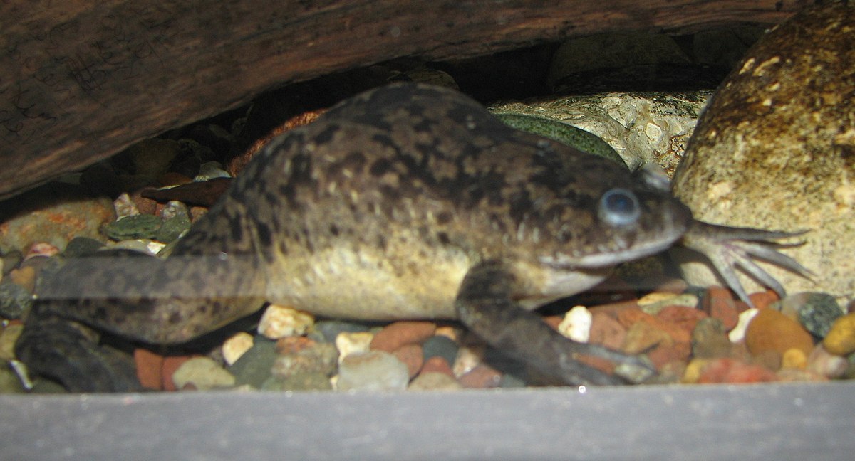 Xenopus Clawed Frog in Its Rocky-Bottom Habitat