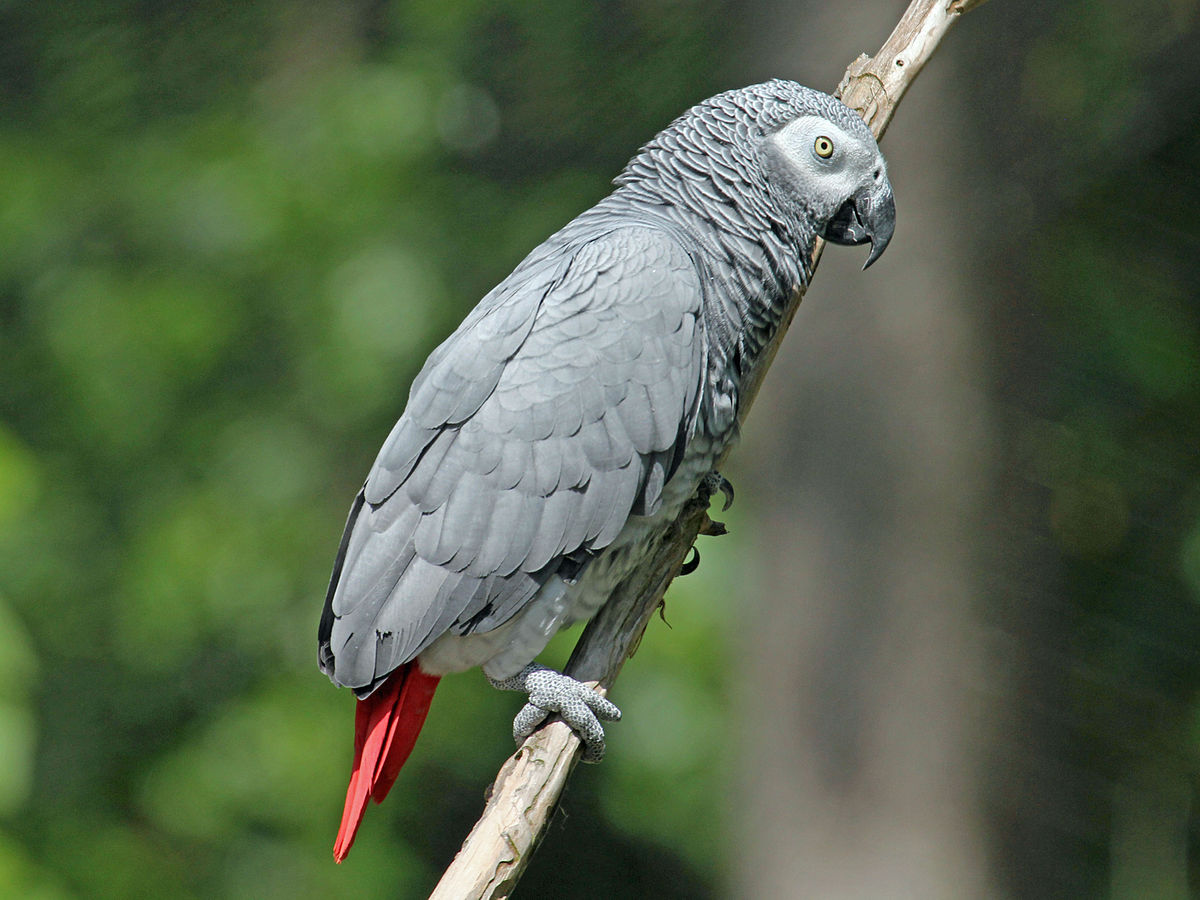 African Grey Parrot Image African Grey Parrot Image