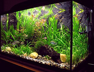 A Fish Tank with Lots of Plants A Fish Tank with Lots of Plants