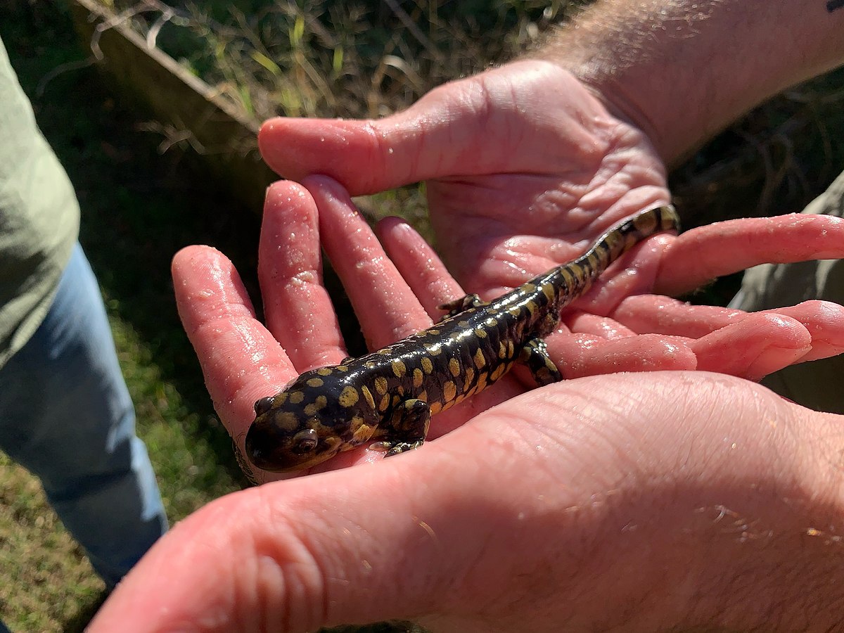 Tiger Salamander Being Handled by a Human