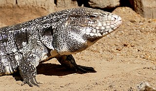 Black and White Tegu in the Sand Looking Out