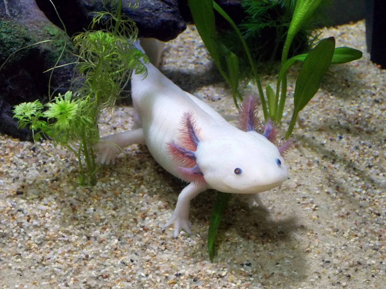 Pet AxolotlSwimming in Its Habitat