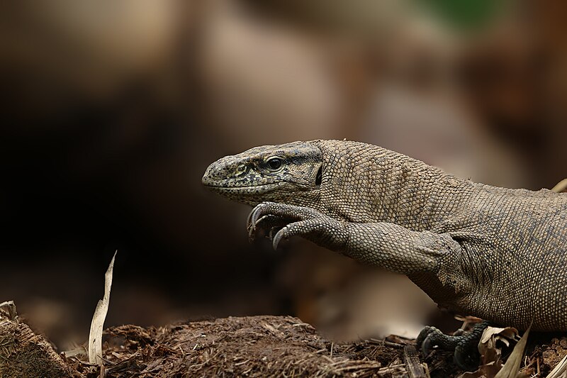 Monitor Lizard Crawling on the Ground