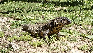 Tegu Outside in the Grass
