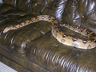 Boa Constrictor Snake on a Couch and Taking Up Most of the Seating Area Boa Constrictor Snake on a Couch and Taking Up Most of the Seating Area