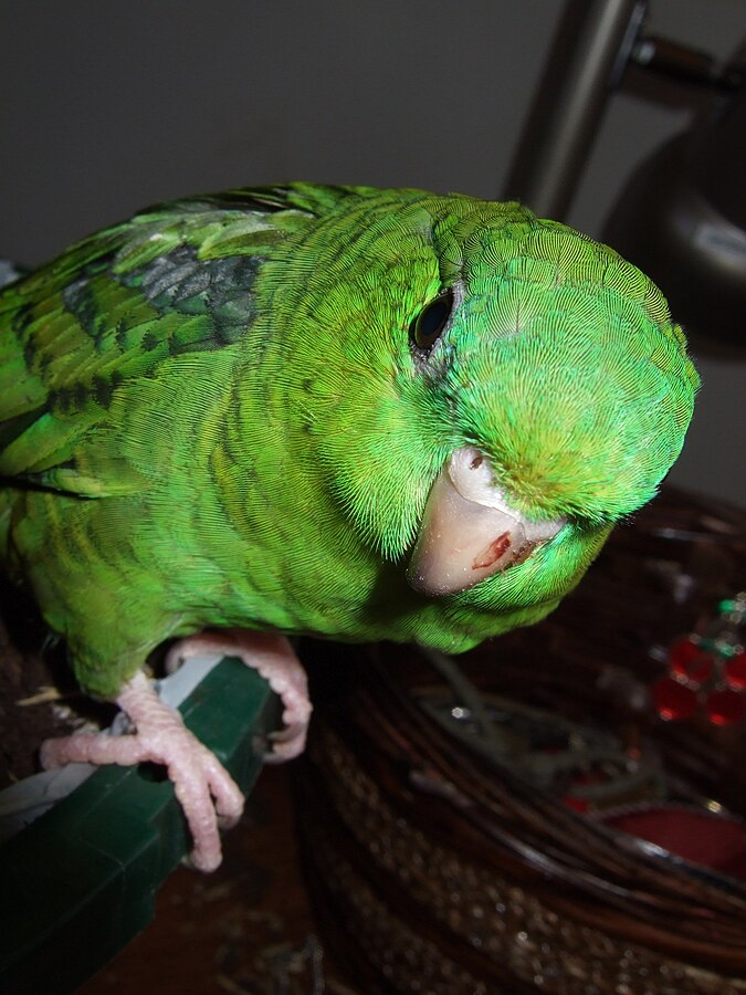 Linnie Parakeet Close Up Image Linnie Parakeet Close Up Image