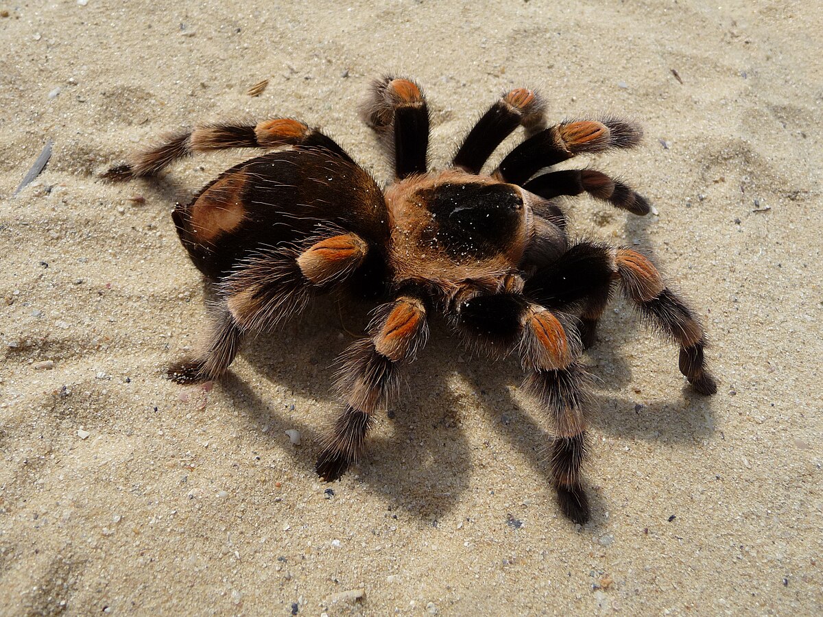 Tarantula in the Sand