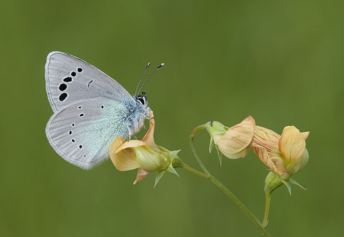 Butterfly Pollinating a Flower