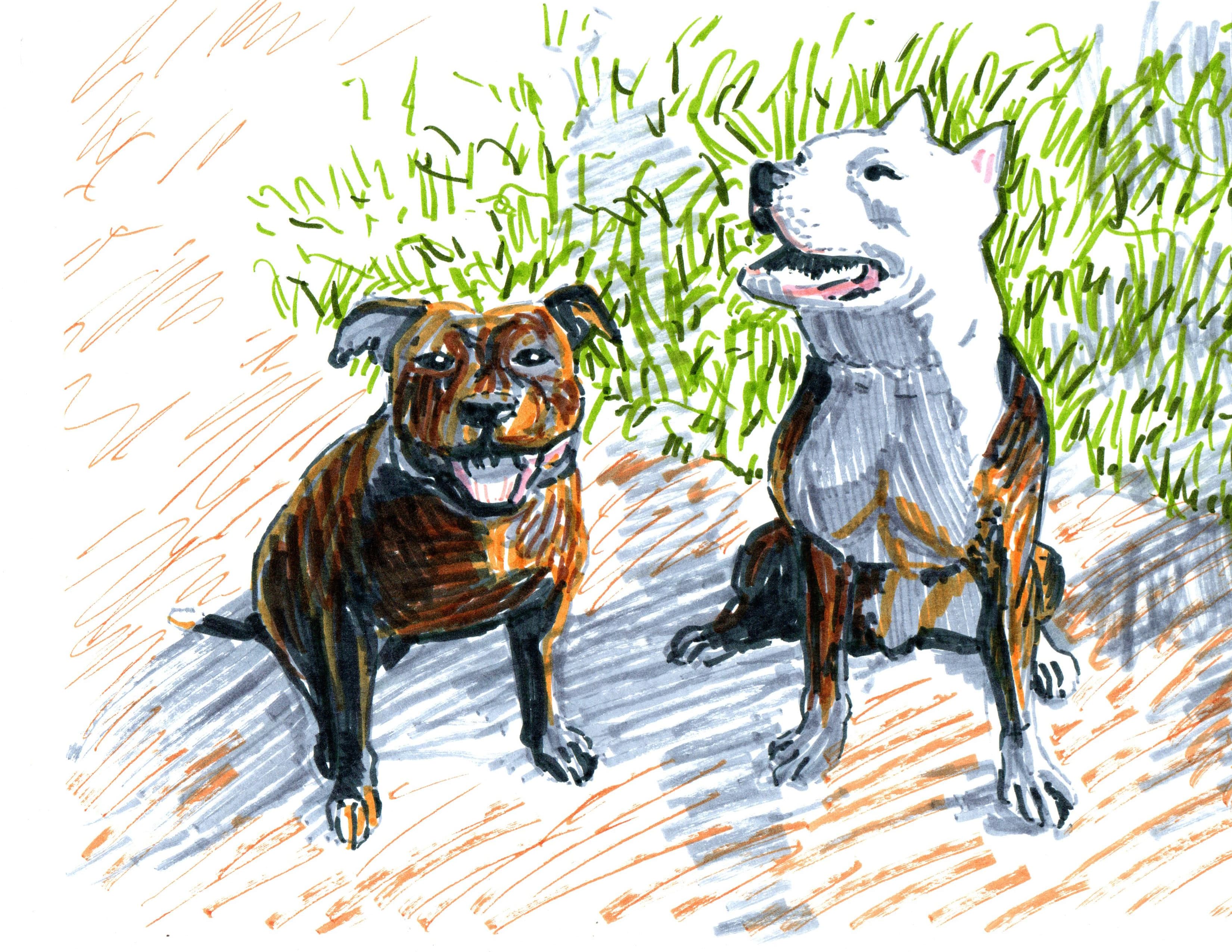 Line Drawing of Two Pitbull Dogs - Characters in This Pet Story Book. One is Brindle Colored and One is White With Brown Spots