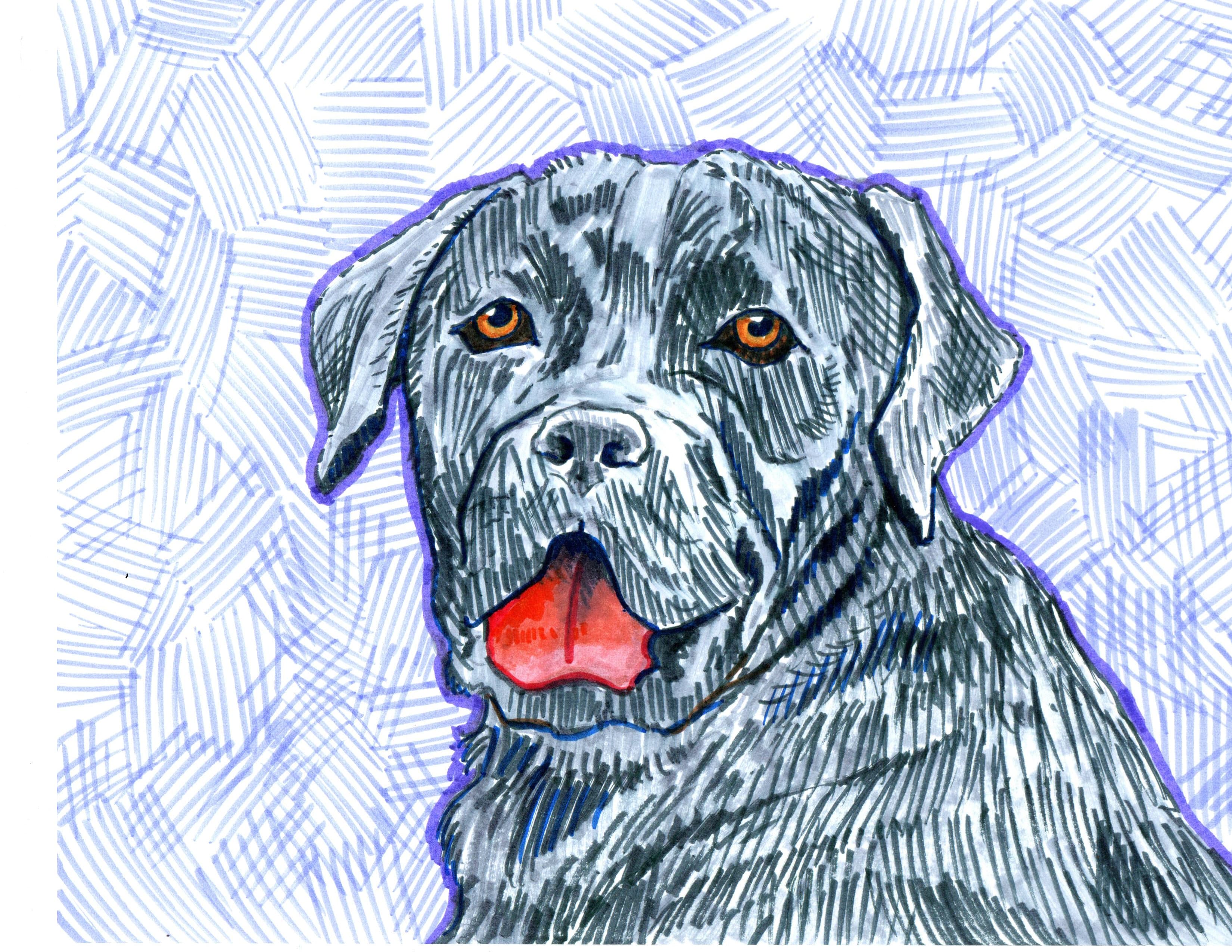 Line Drawing of a Black Cane Corso Dog - a Character in This Pet Story Book.