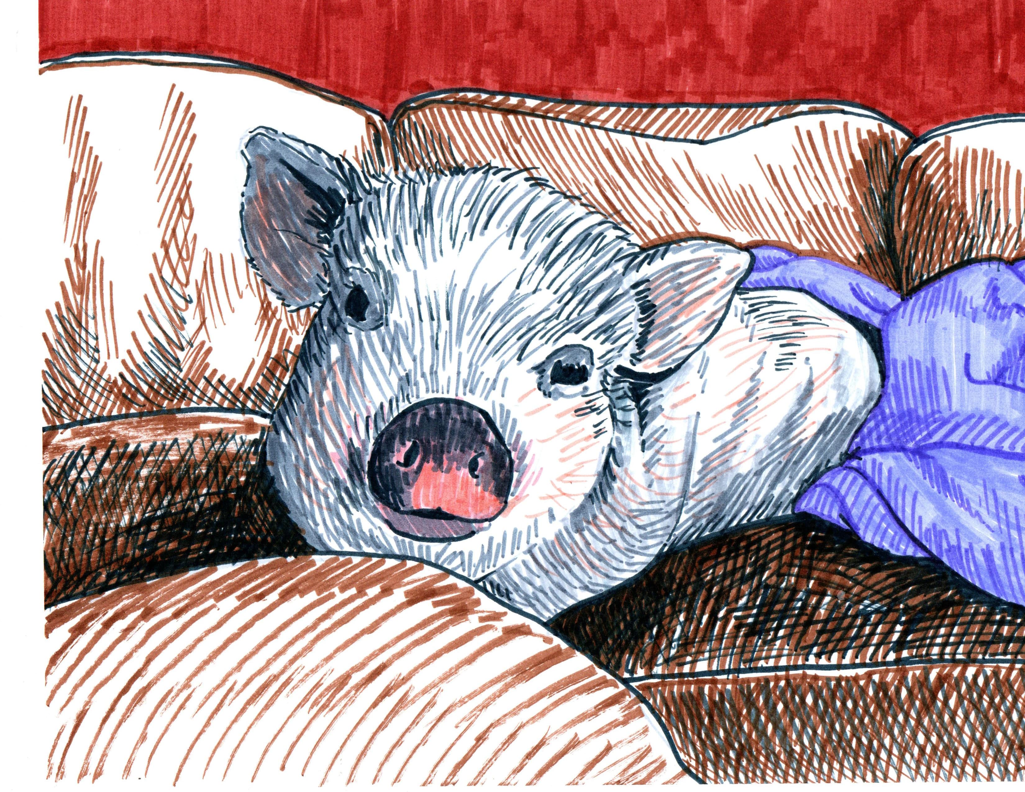 Line Drawing of a Small Pet Pig on a Couch  - a Character in This Pet Story Book.
