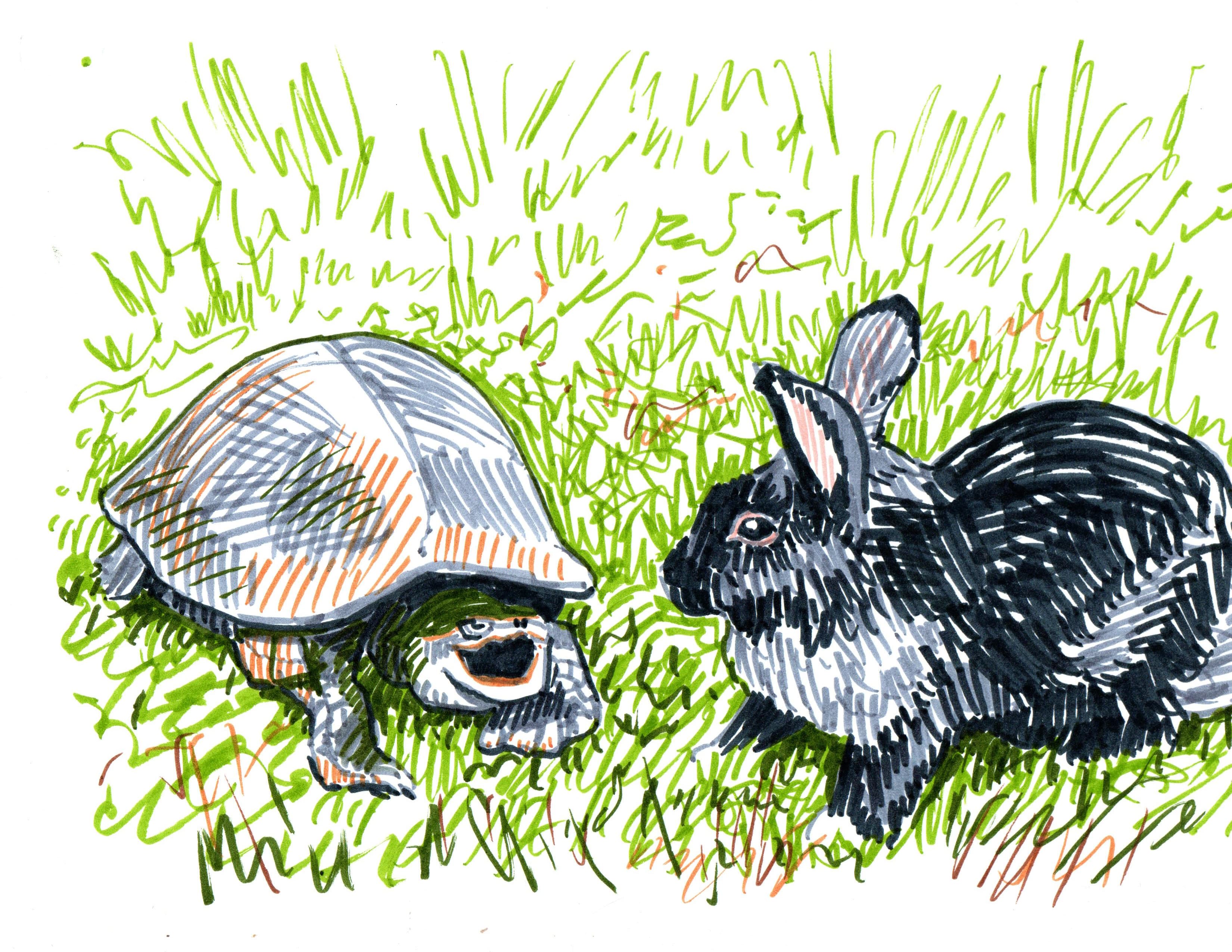 Line Drawing of a Rabbit and a Tortoise - Two Pets in This Story