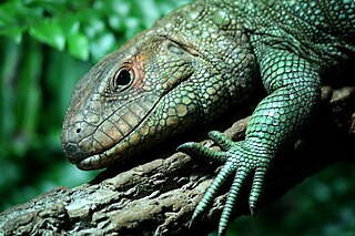 Caimen Lizard on a Logg