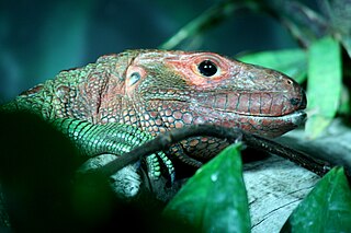 Caiman Lizard Poking It's Face Out From Some Leaves