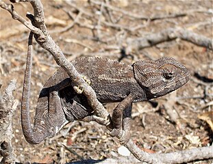 Chameleon Blending Into the Background