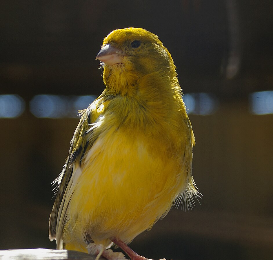 Yellow Canary Bird Yellow Canary Bird