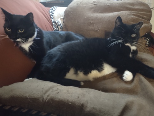 Rescued cats benefiting from animal communication with humans to adjust to living together