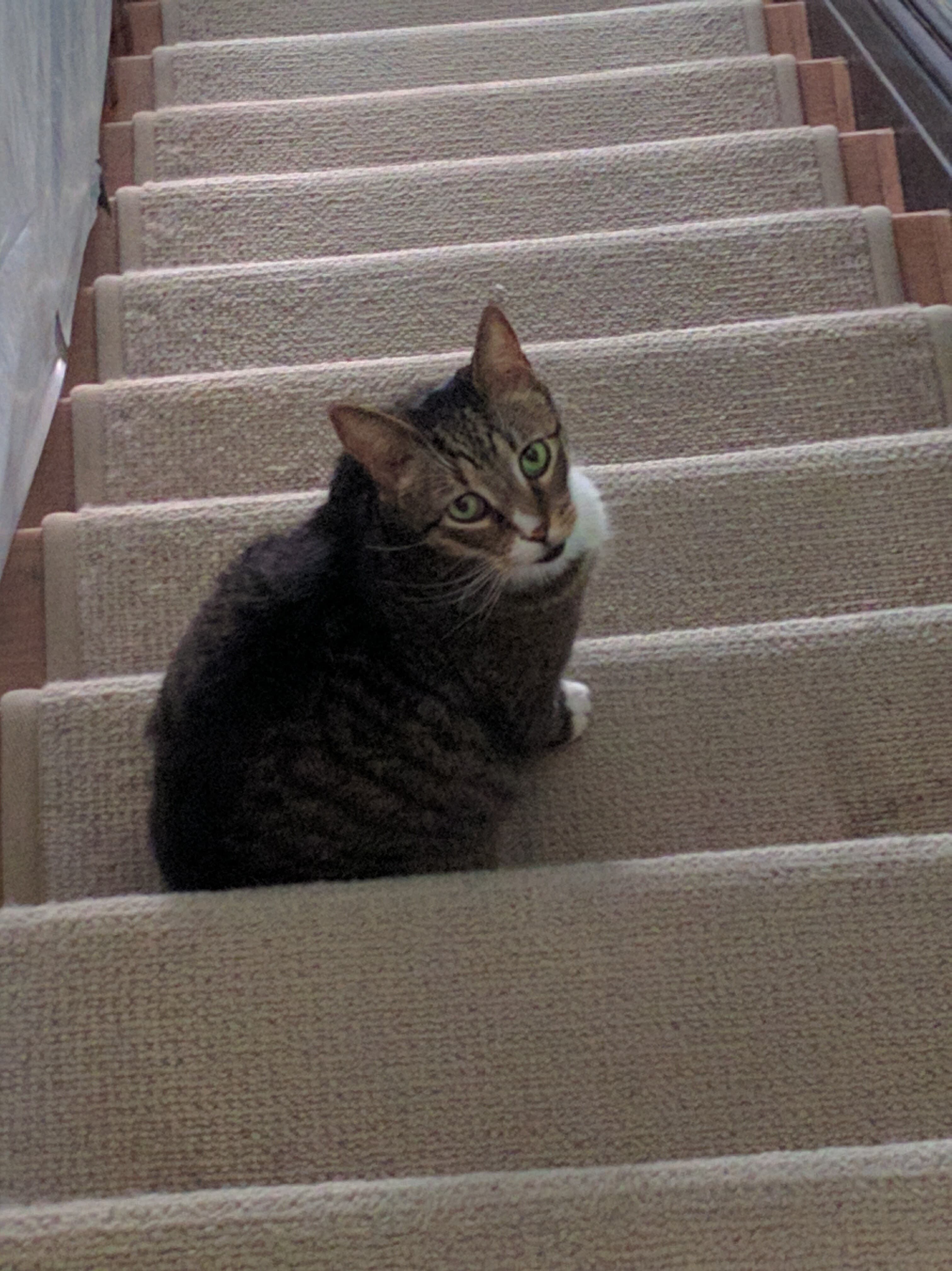 Marshall on the Stairs