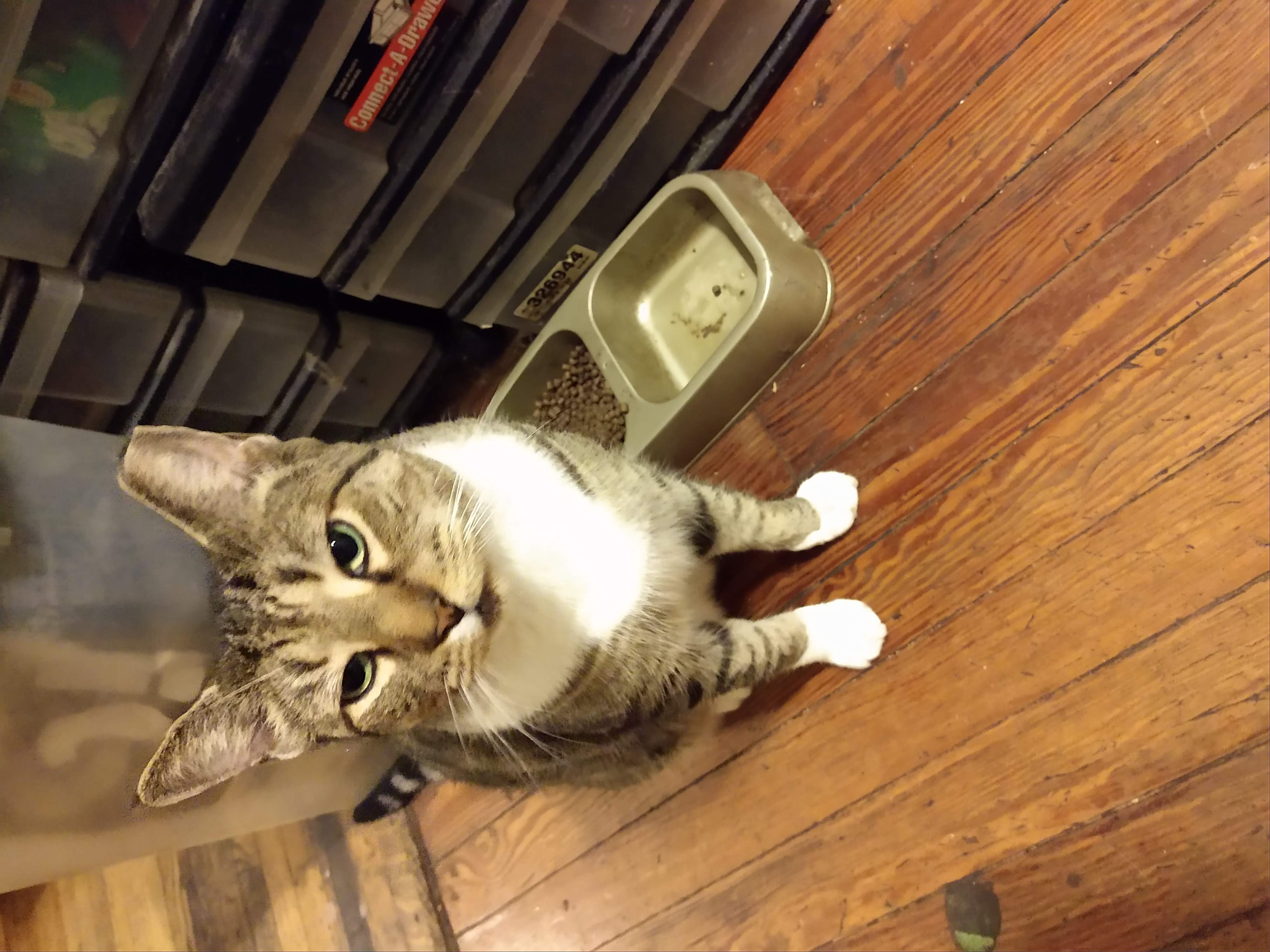 Richard Parker by His Food Bowl