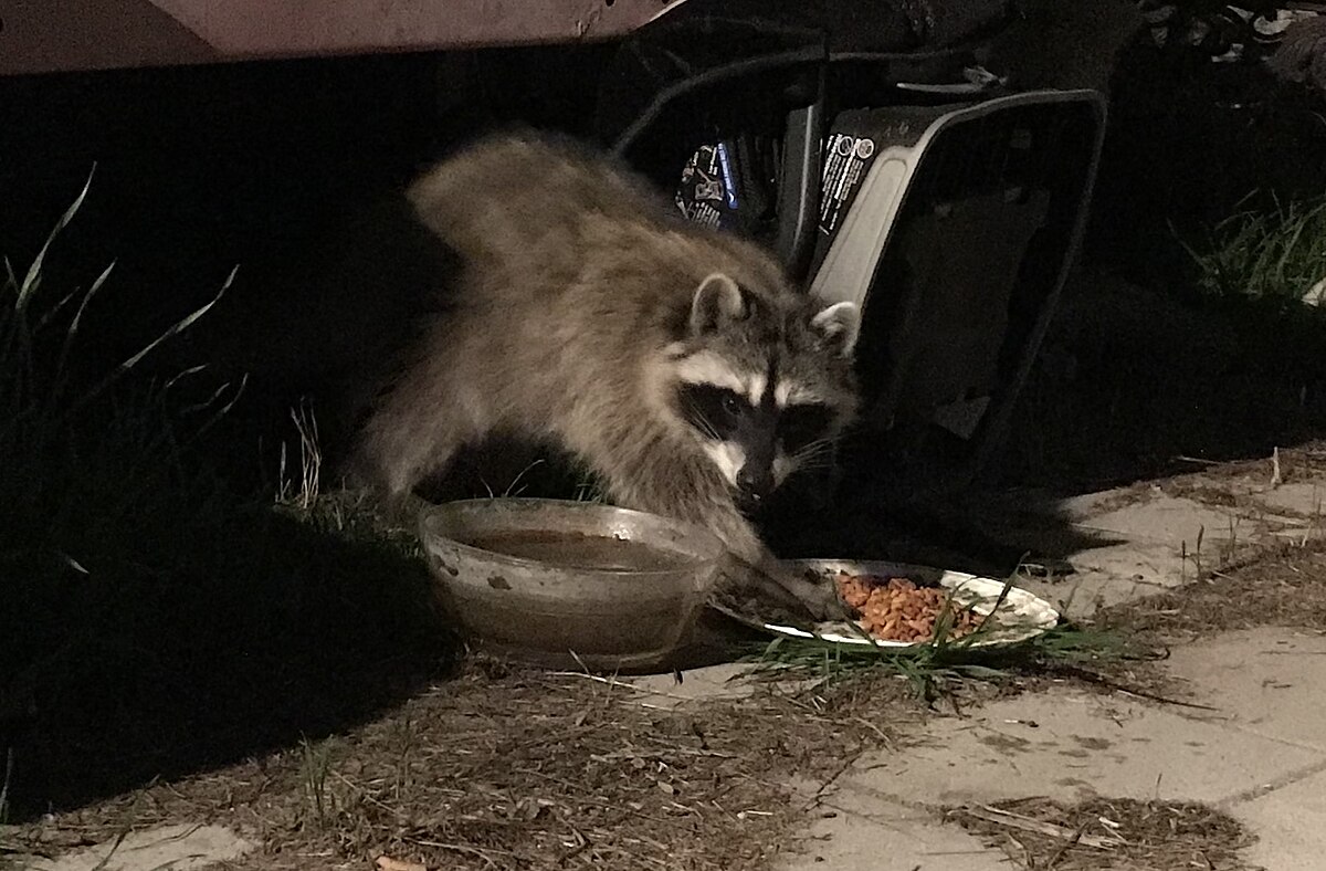 Raccoon Eating Food That Was Left Out for a Cat