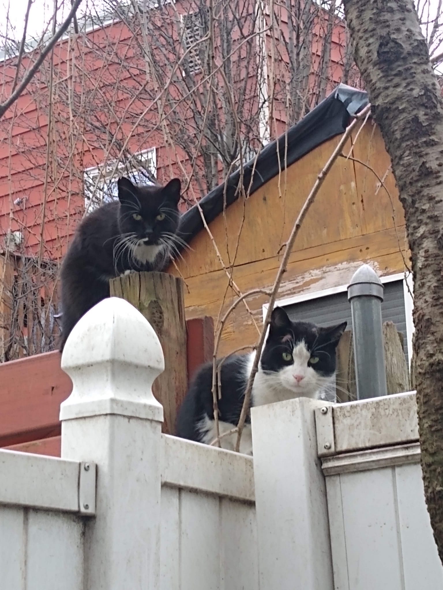 Two Black and White Cats Sitting on a Fence