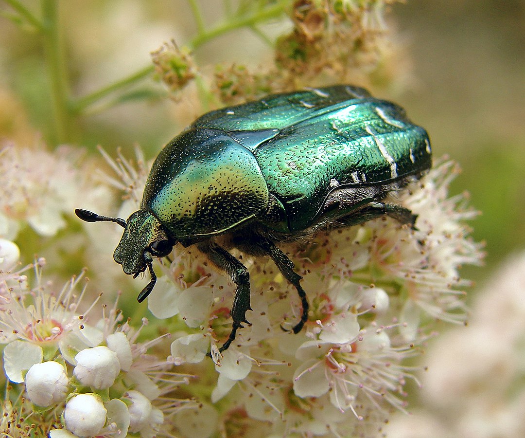 Beetle Crawling on a Flower